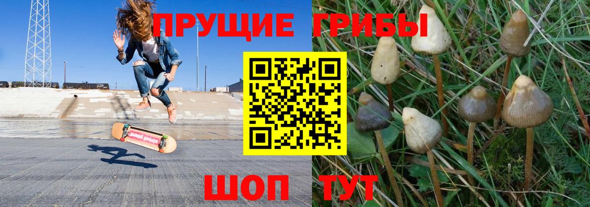 Псилоцибиновые грибы Psilocybine cubensis Иваново